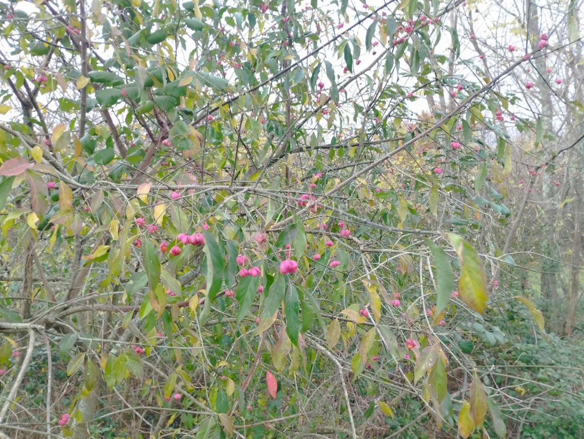 Vendesi terreno di 23.866 m2 (23,87 m2), in parte EDIFICABILE, a Nedešćina (Istria)!!