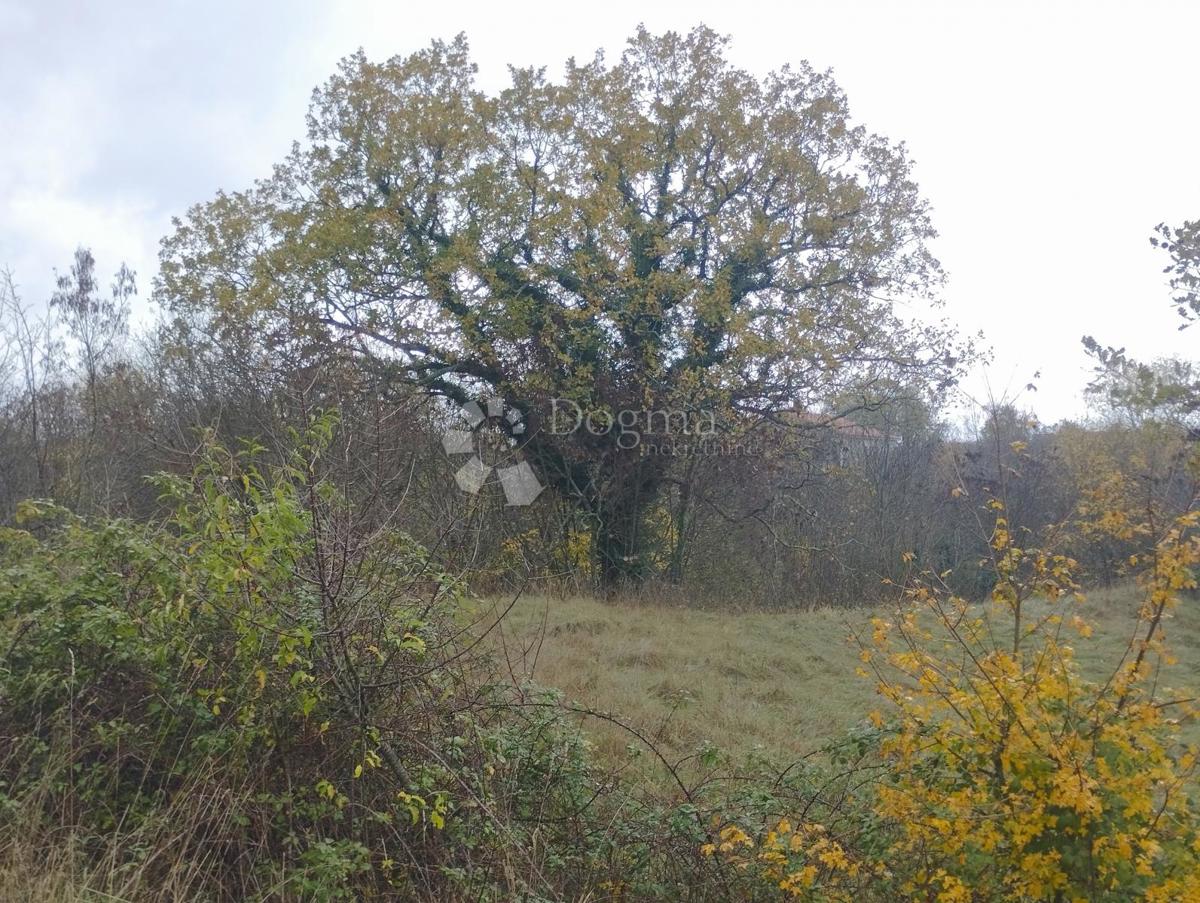 Vendesi terreno di 23.866 m2 (23,87 m2), in parte EDIFICABILE, a Nedešćina (Istria)!!