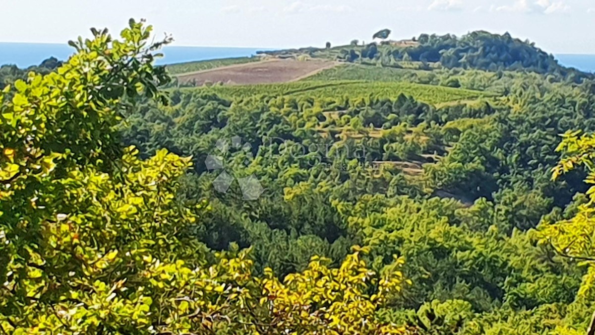 Terreno Buje, 18.000m2