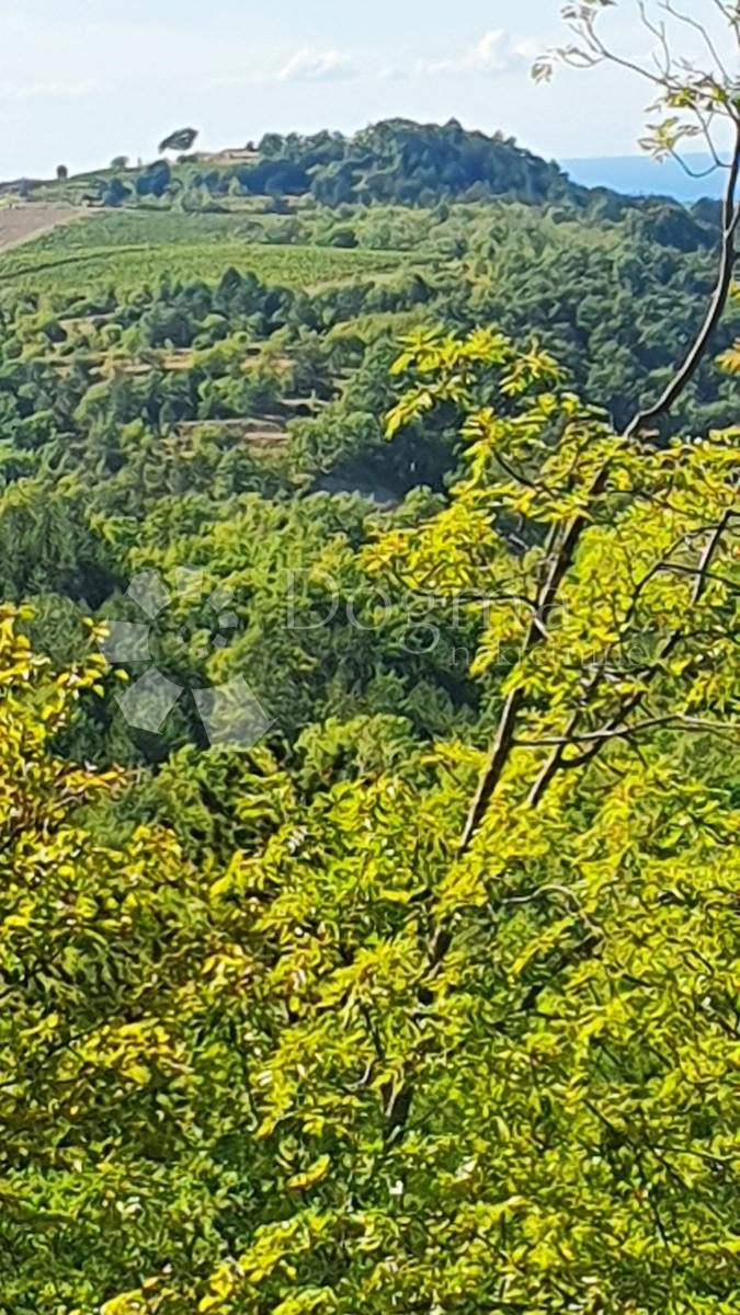 Terreno Buje, 18.000m2