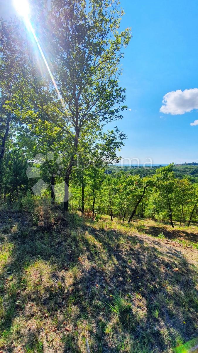 Terreno Buje, 18.000m2