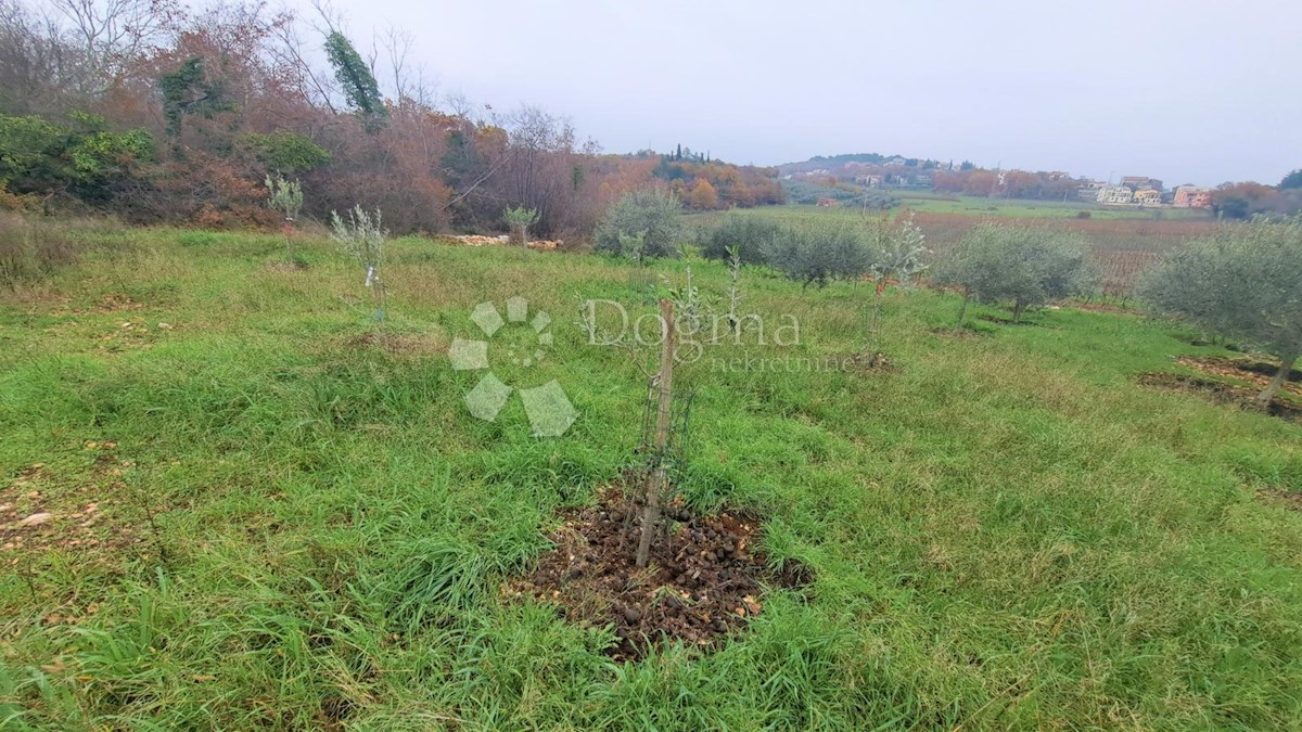 Terreno Funtana, 35.000m2