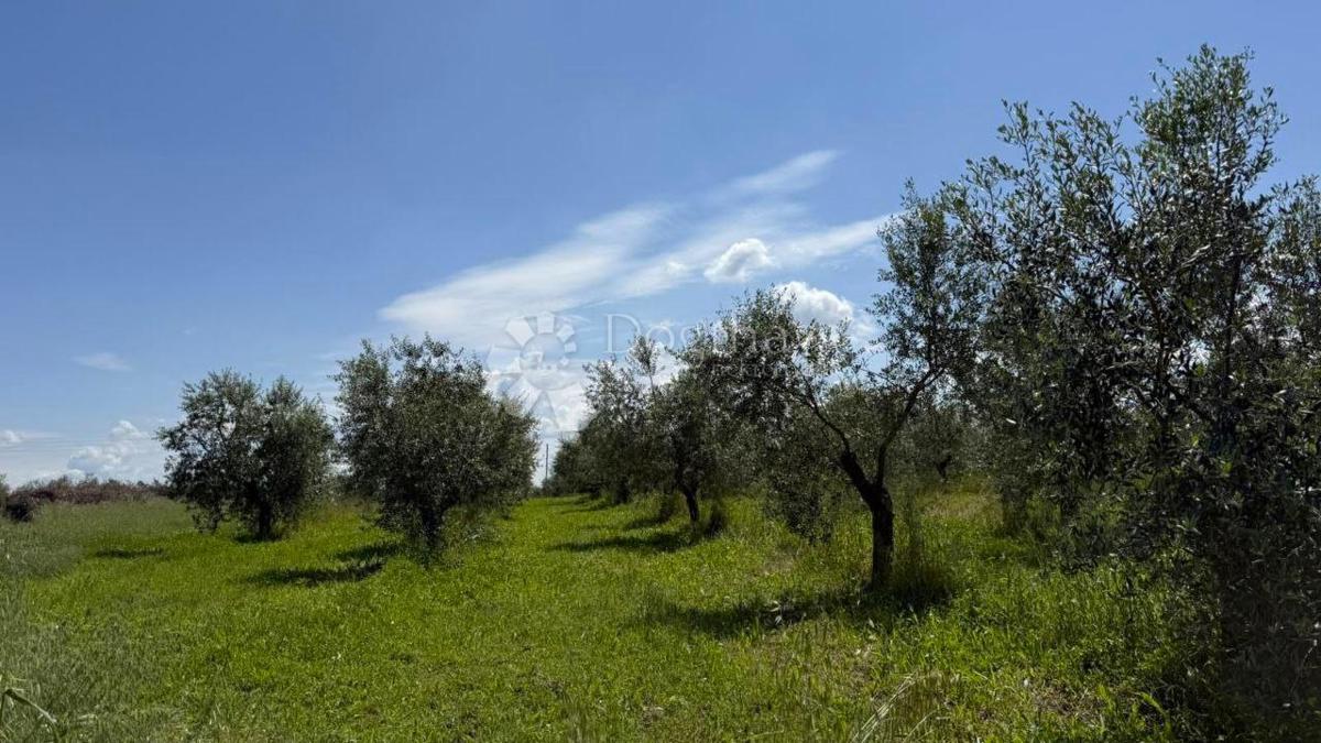 Terreno agricolo Umag, 10.292m2