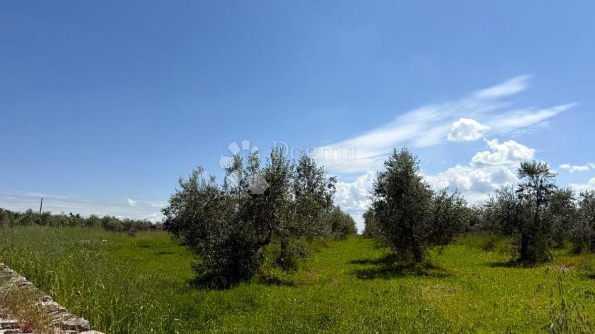 Terreno agricolo Umag, 10.292m2