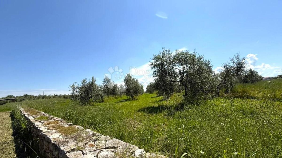 Terreno agricolo Umag, 10.292m2