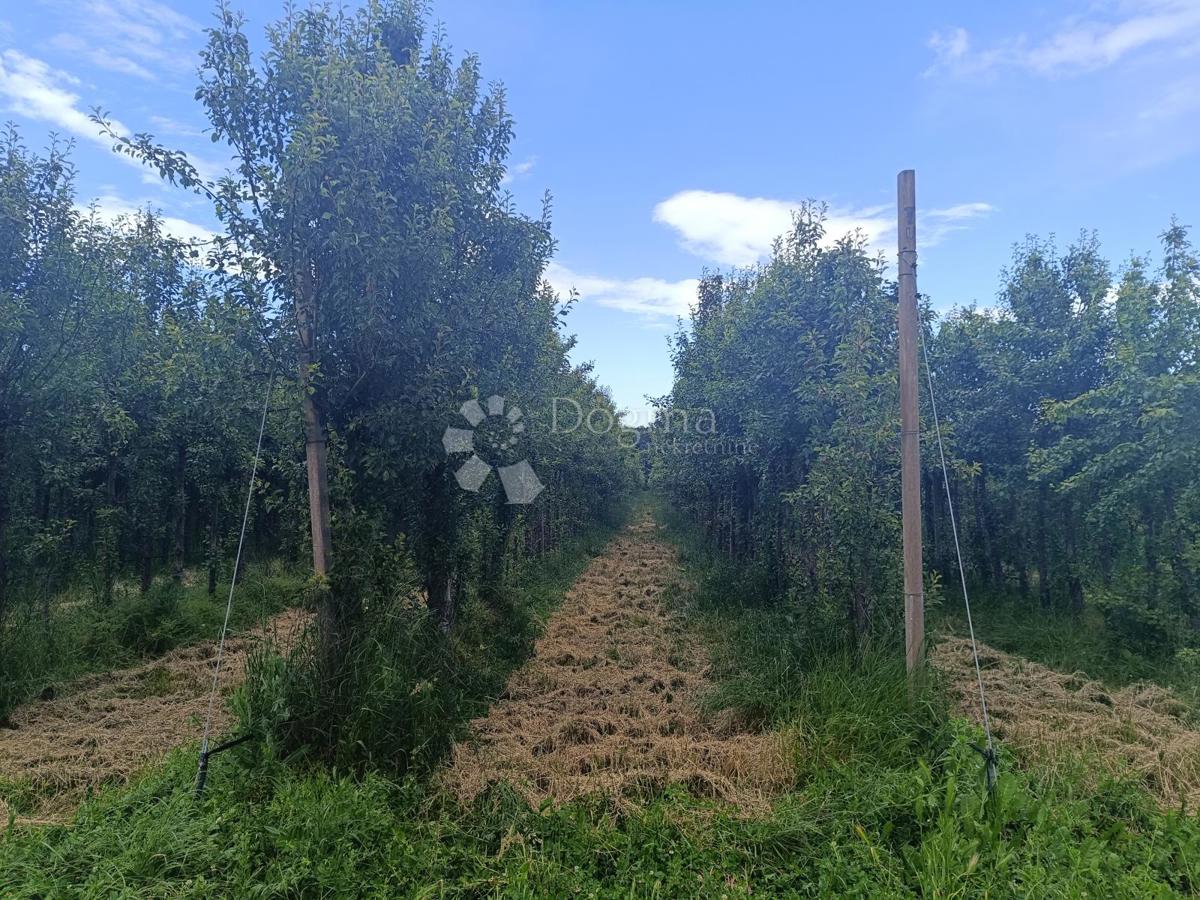 Terreno agricolo Petrijevci, 68.580m2