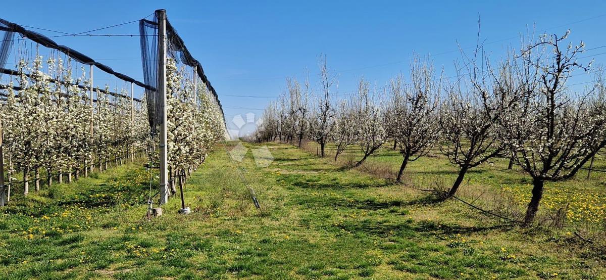 Terreno agricolo Beli Manastir, Beli, 72.849m2