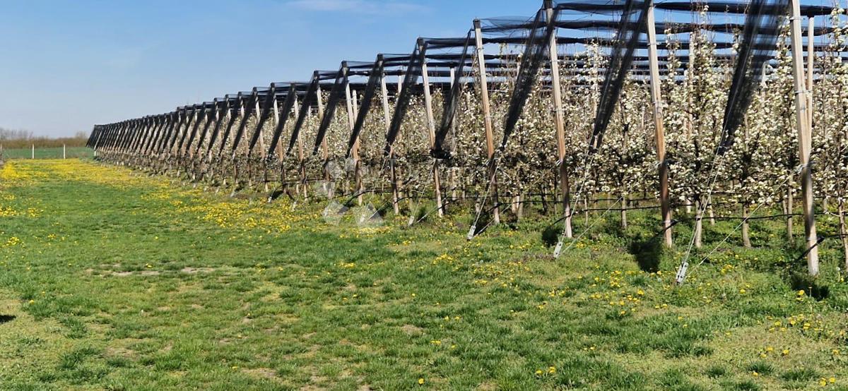 Terreno agricolo Beli Manastir, Beli, 72.849m2