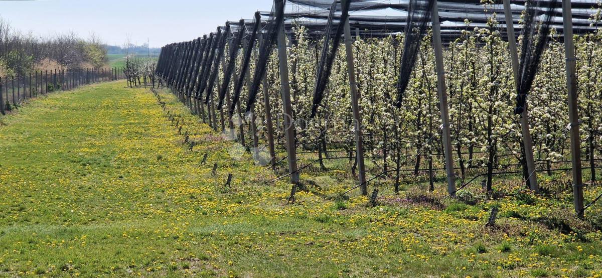 Terreno agricolo Beli Manastir, Beli, 72.849m2