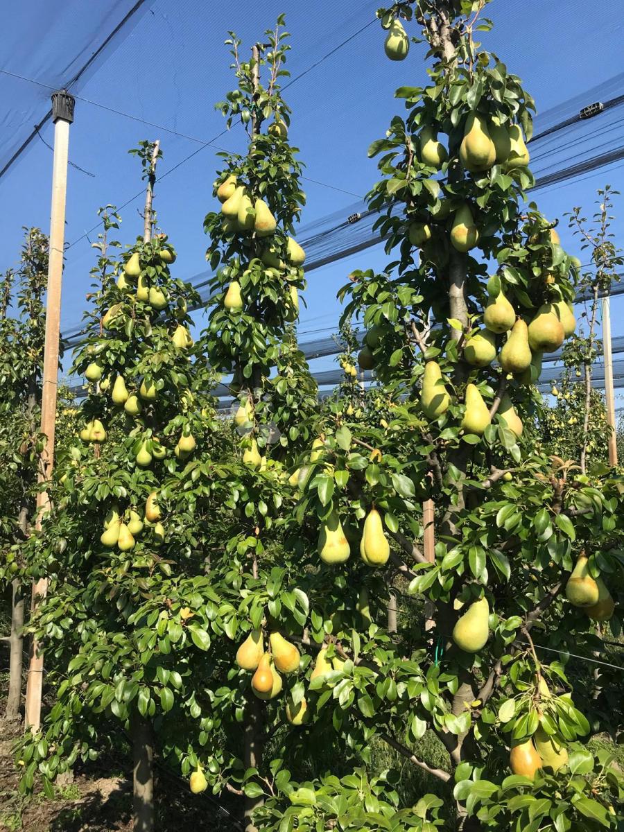 Terreno agricolo Beli Manastir, Beli, 72.849m2