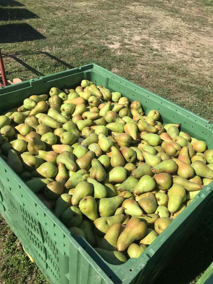 Terreno agricolo Beli Manastir, Beli, 72.849m2