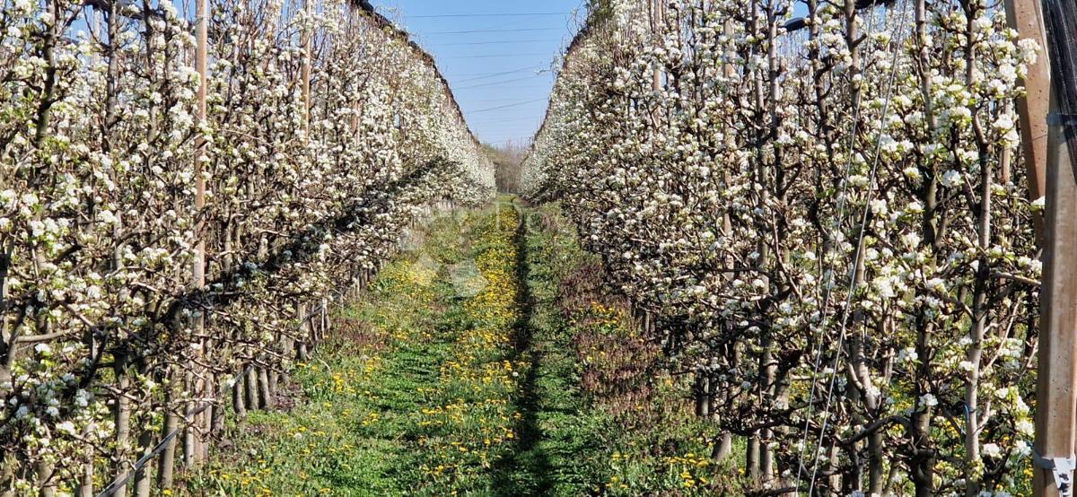 Terreno agricolo Beli Manastir, Beli, 72.849m2