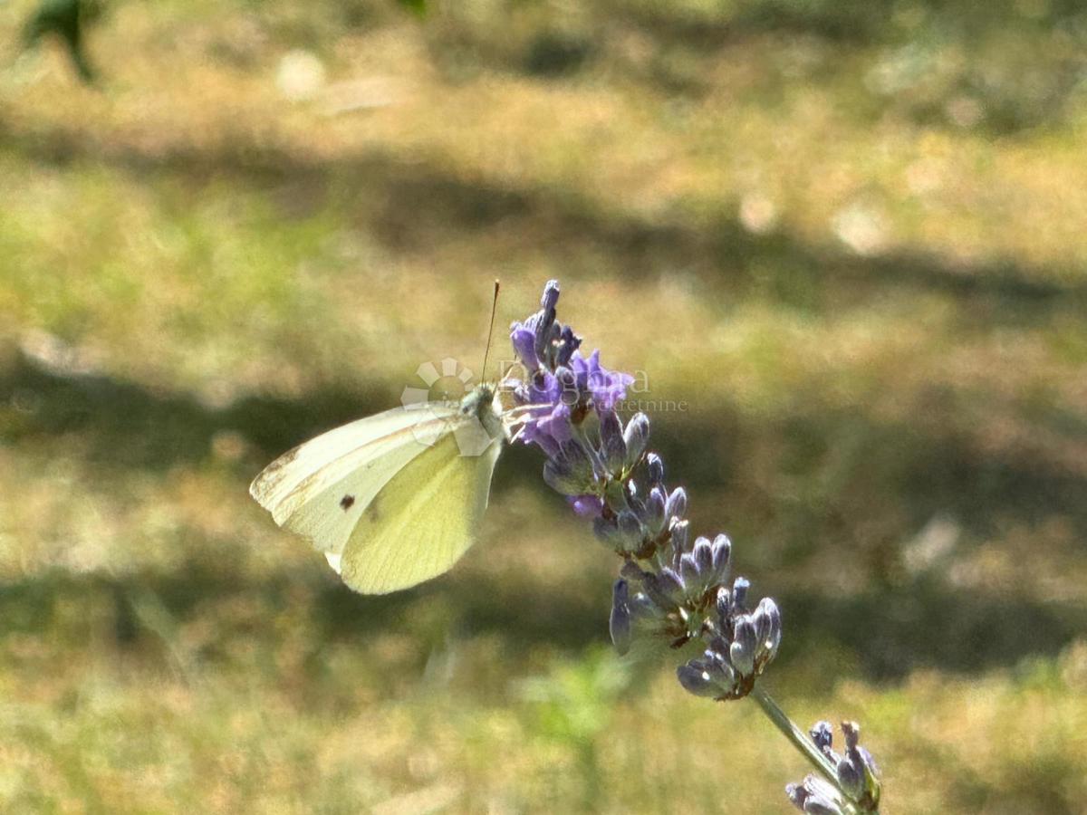 Terreno edificabile Suđurađ, Dubrovnik - Okolica, 1.350m2