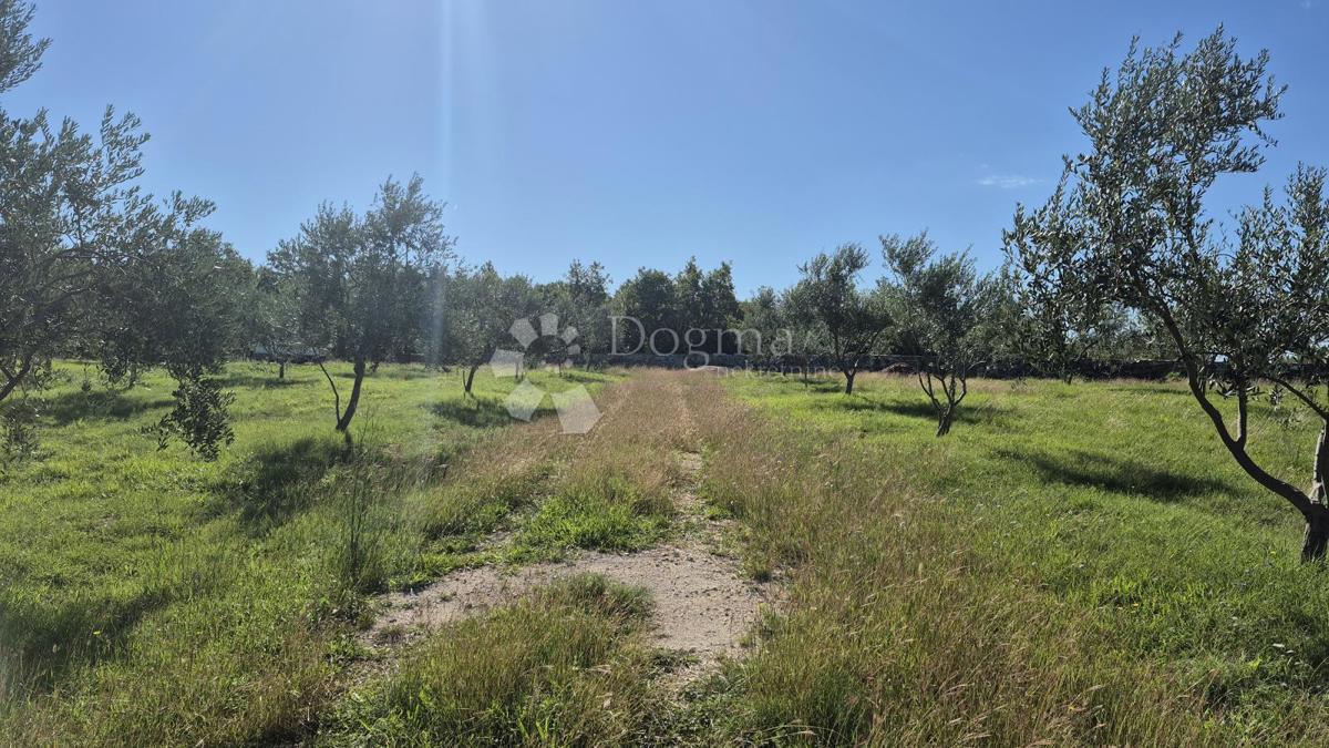 Terreno agricolo con casoni istriani e ulivi 13979 m2