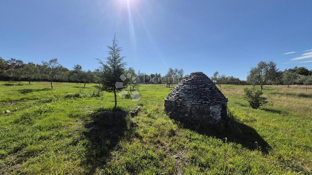 Terreno agricolo con casoni istriani e ulivi 13979 m2