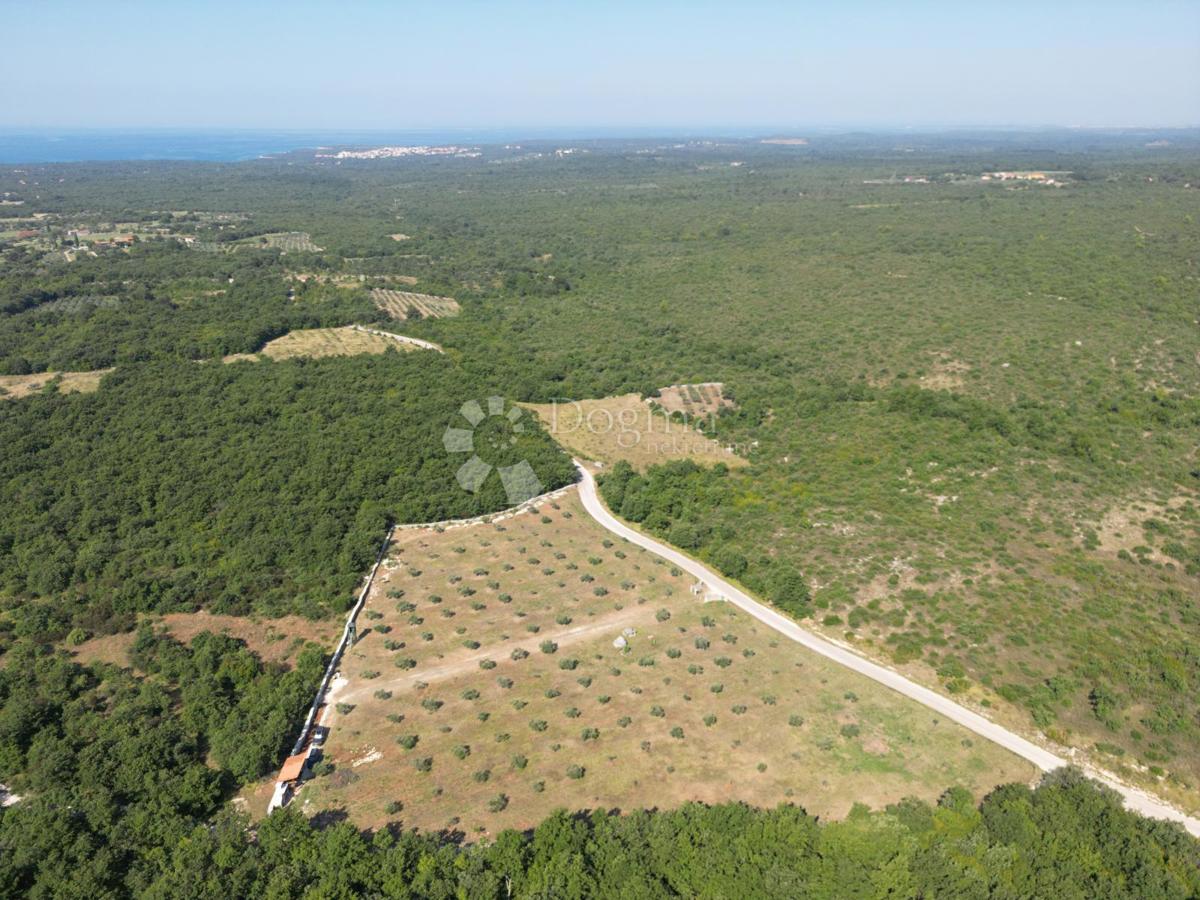 Terreno agricolo con casoni istriani e ulivi 13979 m2