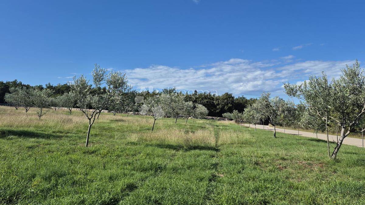 Terreno agricolo con casoni istriani e ulivi 13979 m2