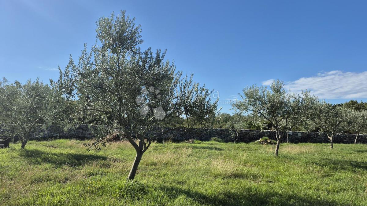 Terreno agricolo con casoni istriani e ulivi 13979 m2