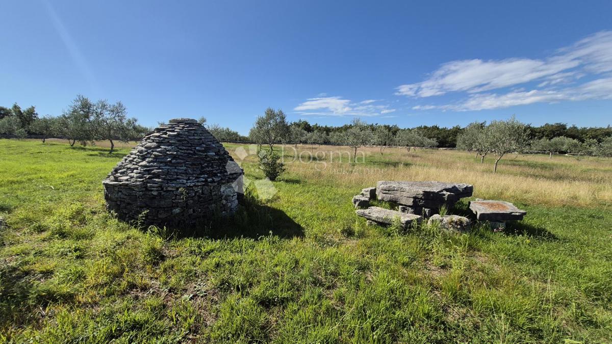 Terreno agricolo con casoni istriani e ulivi 13979 m2