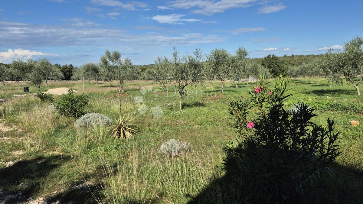 Terreno agricolo con casoni istriani e ulivi 13979 m2