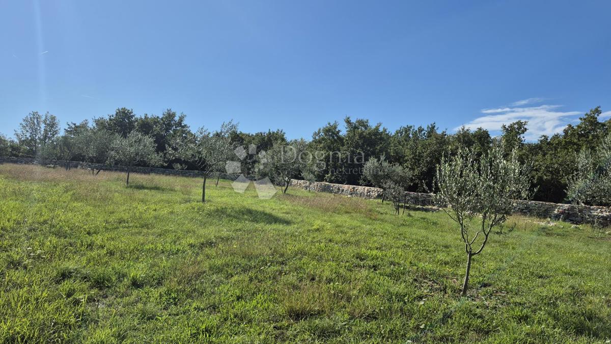 Terreno agricolo con casoni istriani e ulivi 13979 m2