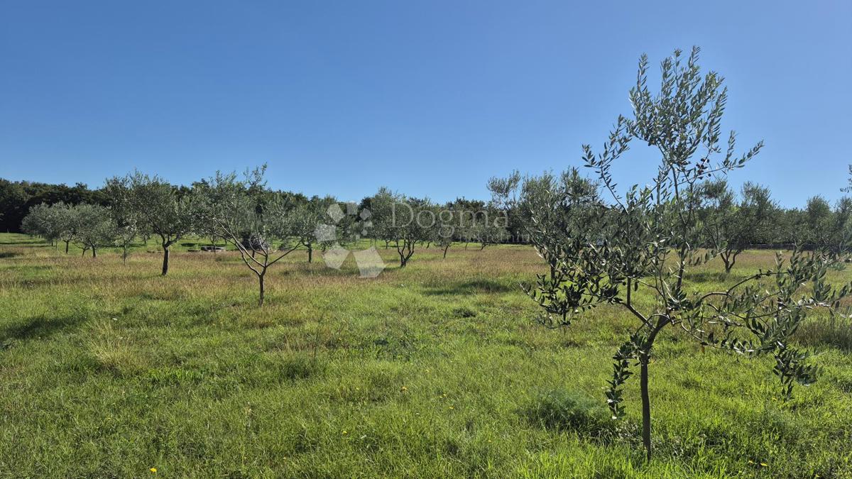 Terreno agricolo con casoni istriani e ulivi 13979 m2