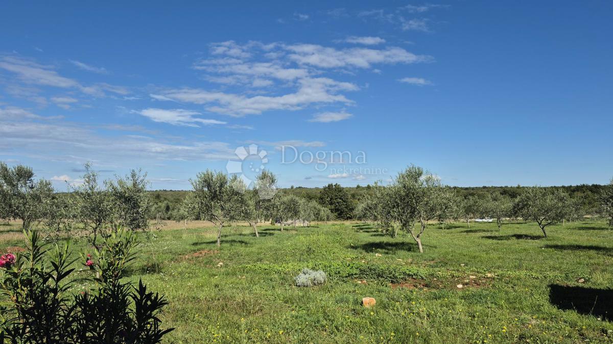 Terreno agricolo con casoni istriani e ulivi 13979 m2