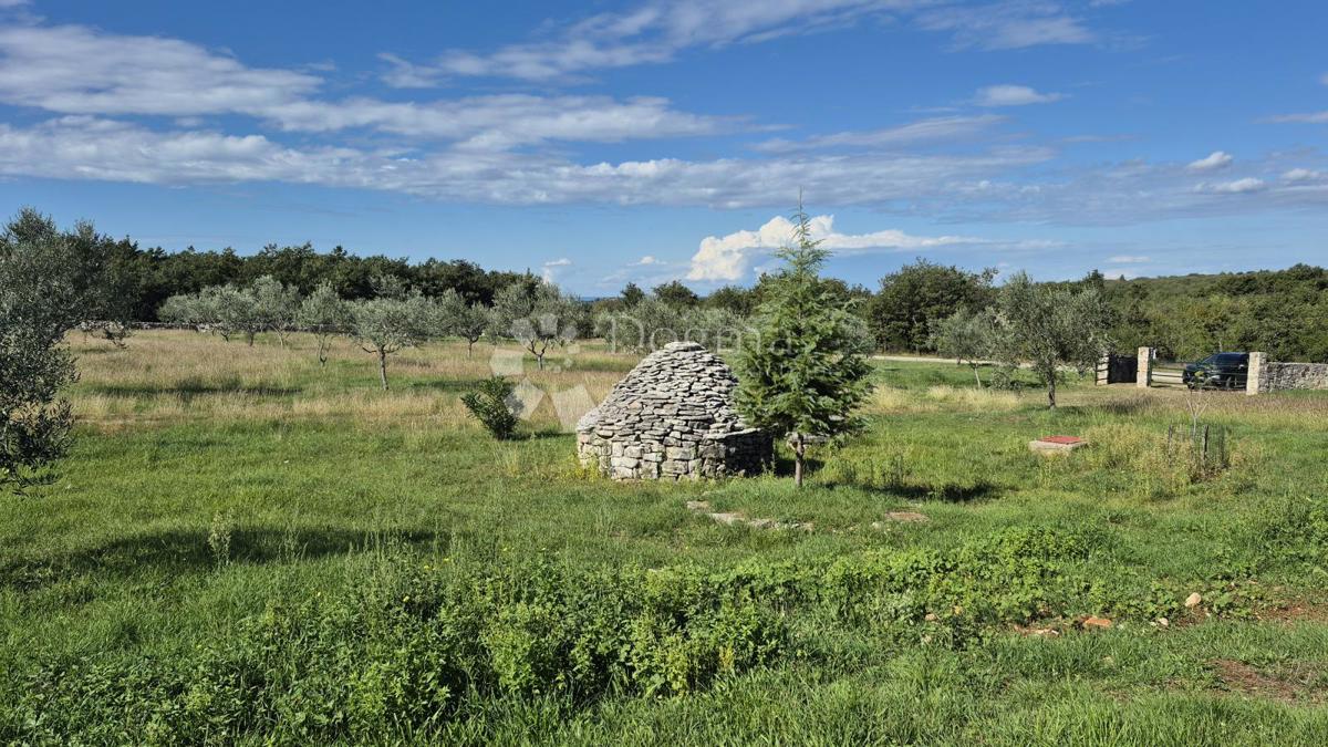 Terreno agricolo con casoni istriani e ulivi 13979 m2