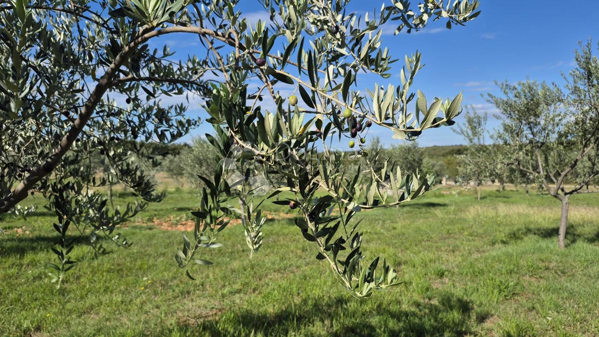 Terreno agricolo con casoni istriani e ulivi 13979 m2