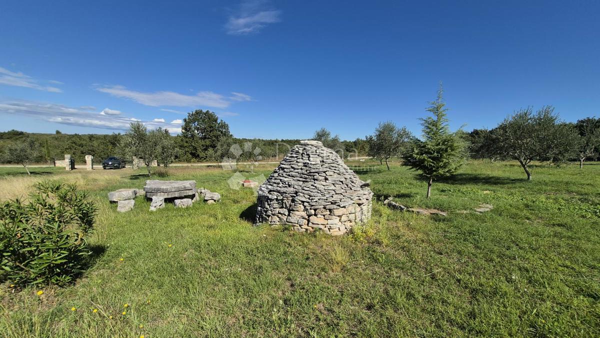 Terreno agricolo con casoni istriani e ulivi 13979 m2