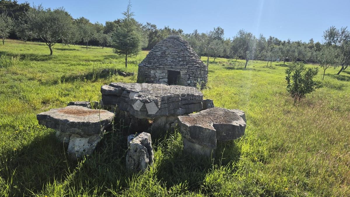 Terreno agricolo con casoni istriani e ulivi 13979 m2
