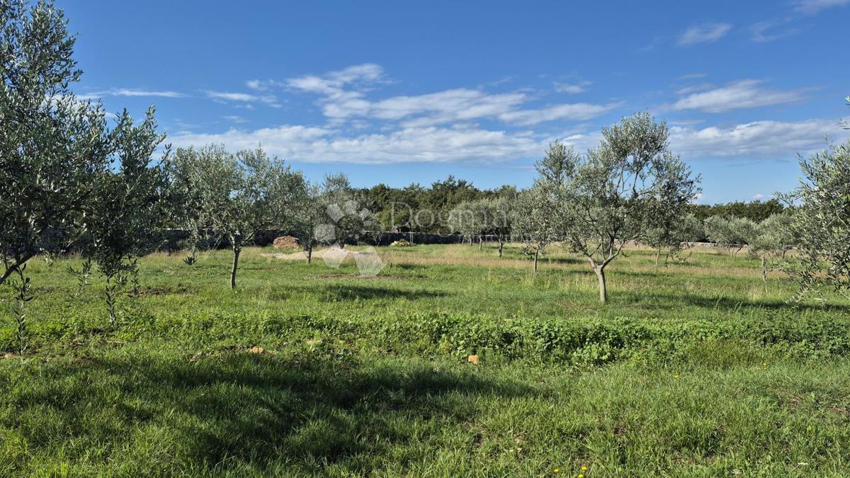 Terreno agricolo con casoni istriani e ulivi 13979 m2