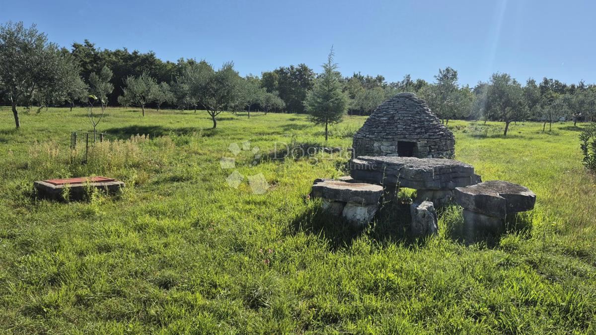 Terreno agricolo con casoni istriani e ulivi 13979 m2