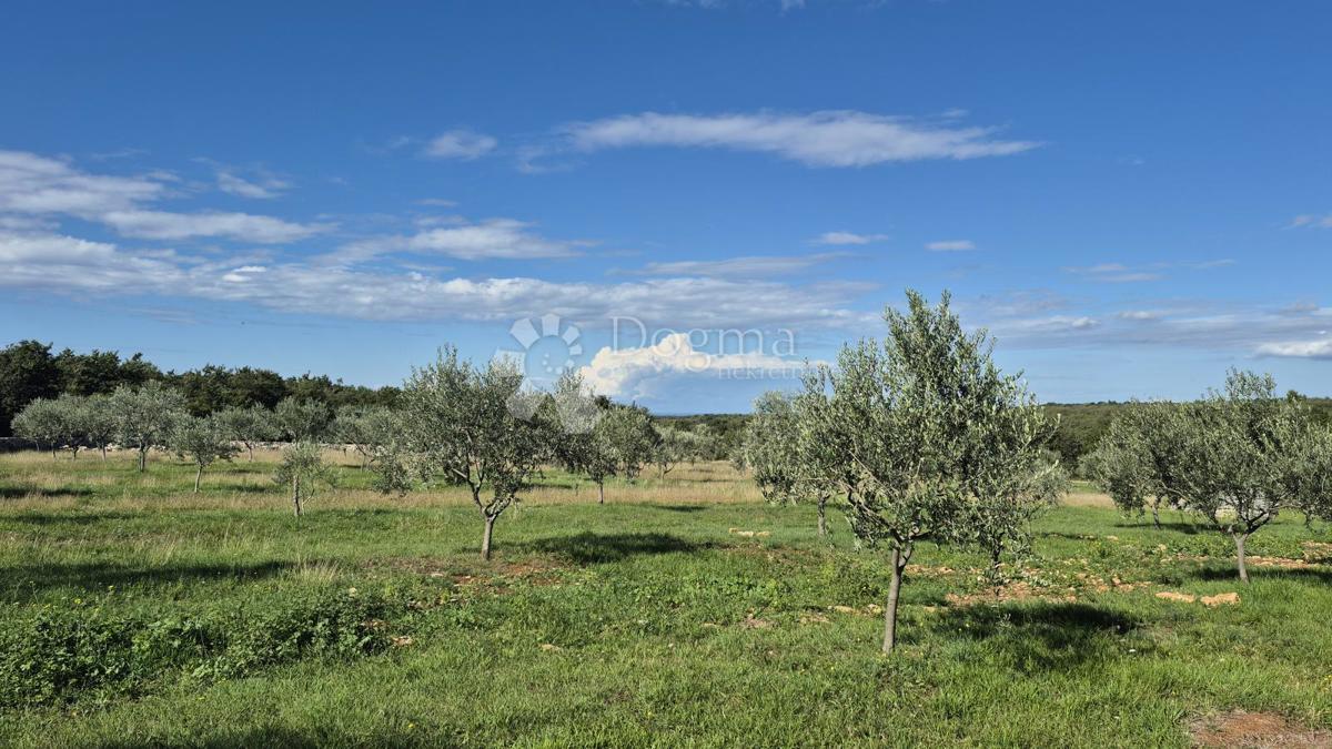 Terreno agricolo con casoni istriani e ulivi 13979 m2