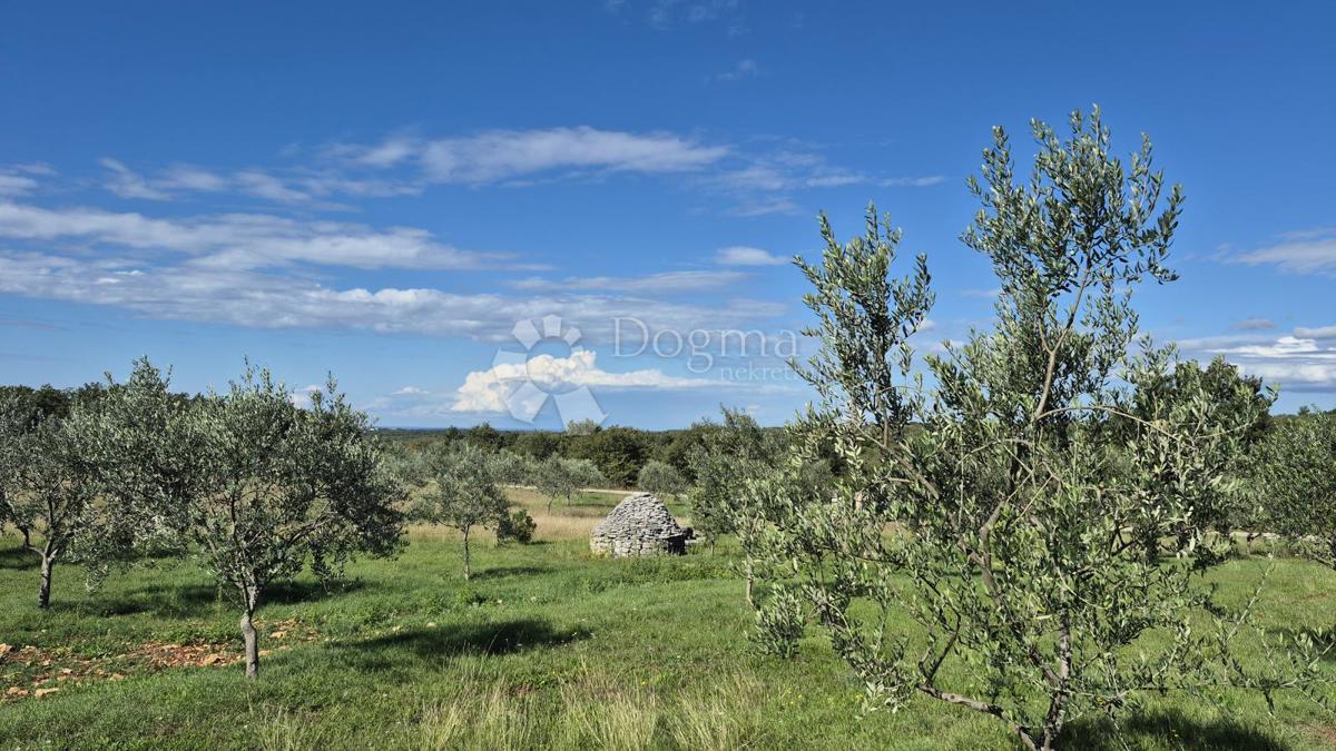 Terreno agricolo con casoni istriani e ulivi 13979 m2