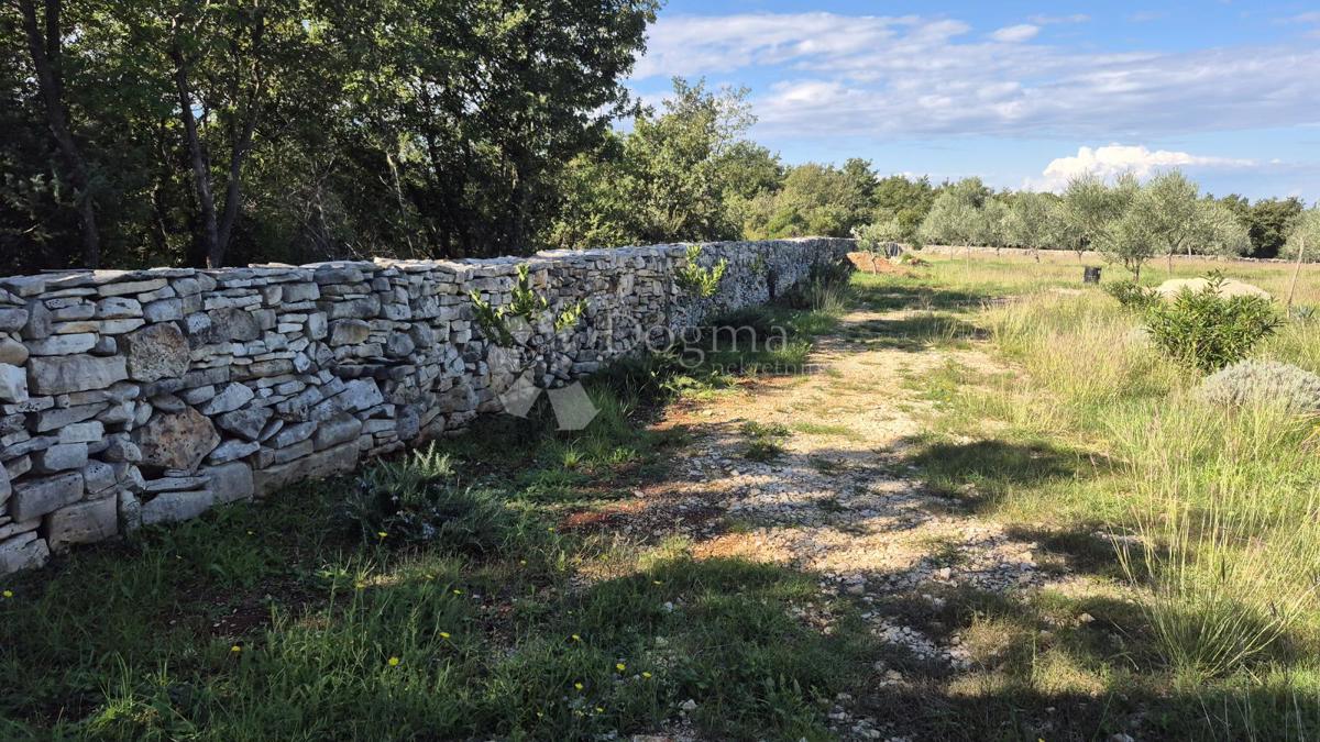 Terreno agricolo con casoni istriani e ulivi 13979 m2