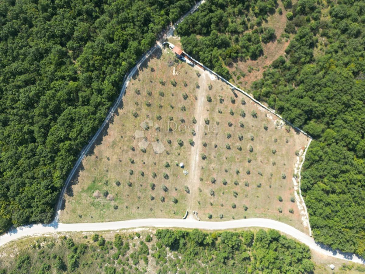 Terreno agricolo con casoni istriani e ulivi 13979 m2