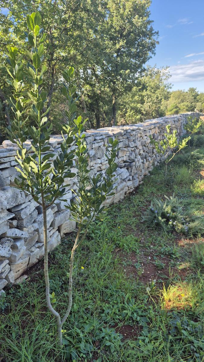 Terreno agricolo con casoni istriani e ulivi 13979 m2