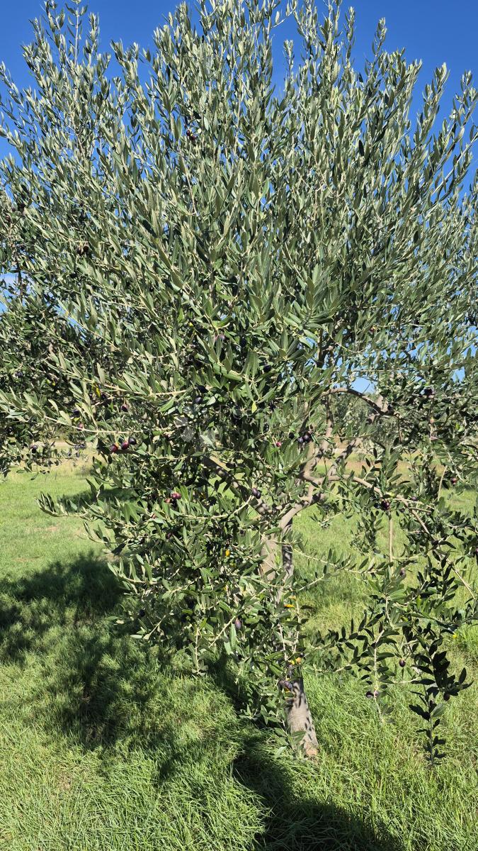 Terreno agricolo con casoni istriani e ulivi 13979 m2