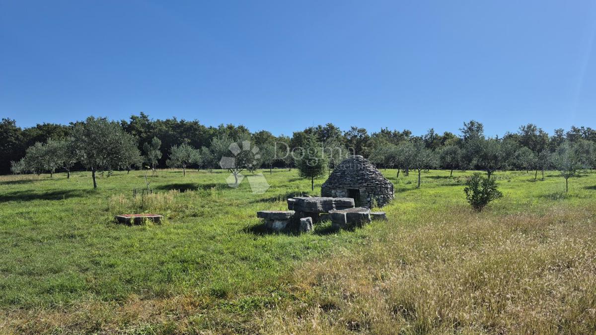 Terreno agricolo con casoni istriani e ulivi 13979 m2
