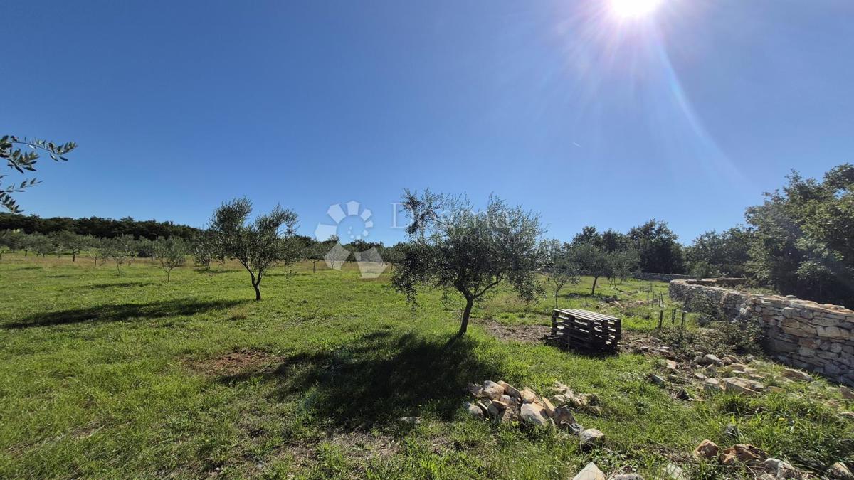Terreno agricolo con casoni istriani e ulivi 13979 m2