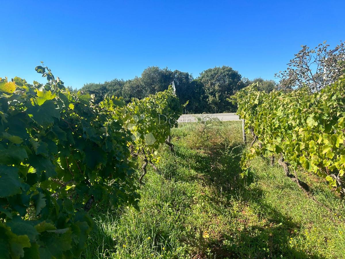 VIGNETO CON MALMAZIA ISTRIANA -Galižana