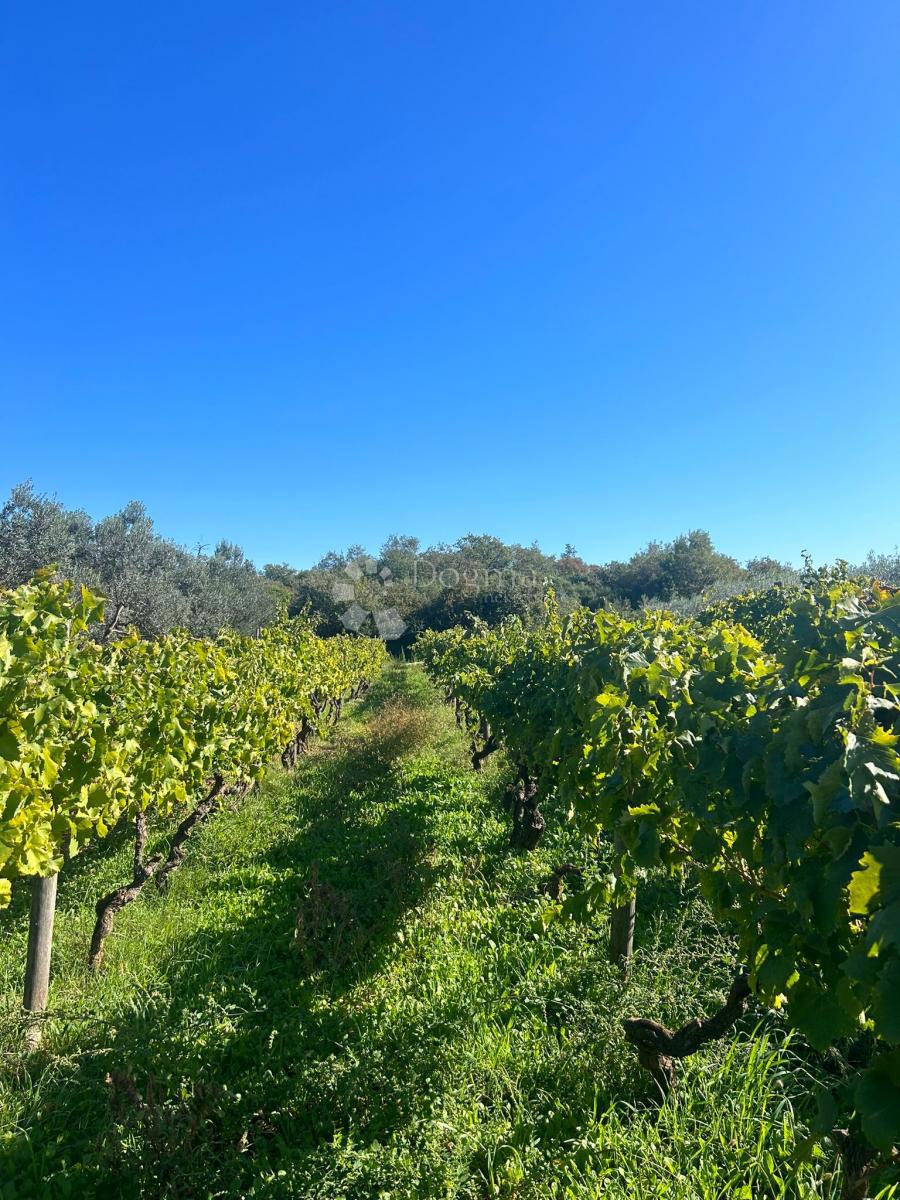 VIGNETO CON MALMAZIA ISTRIANA -Galižana