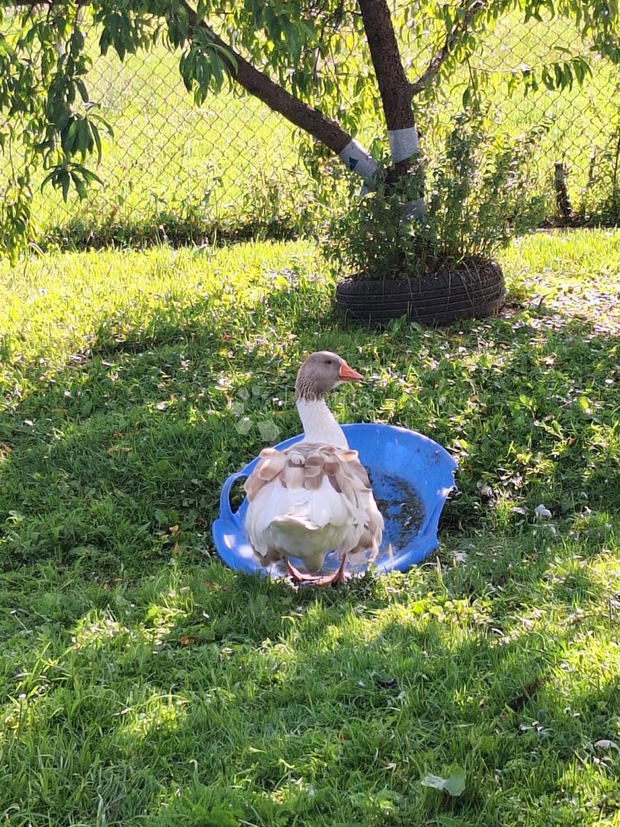 Casa Blatuša, Gvozd, 54m2