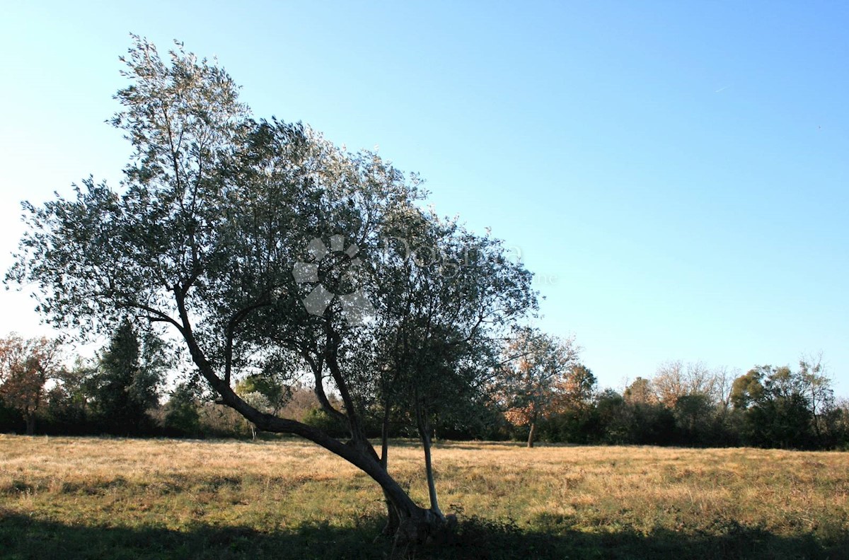 Terreno Rovinj, 4.732m2