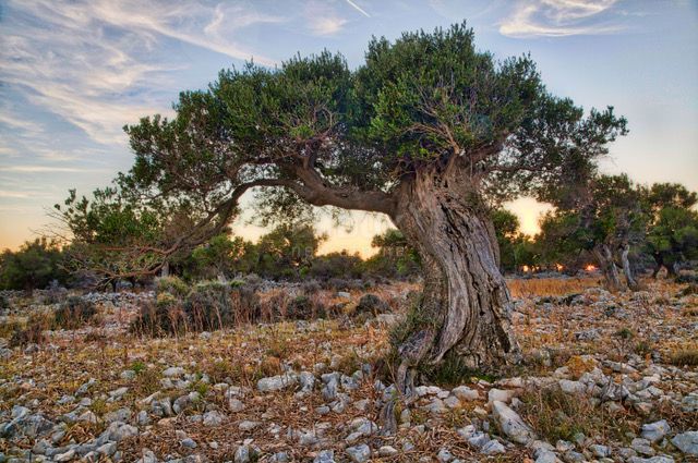 PAG, ZUBOVIĆI - Casa quadrifamiliare vicino a Novalja