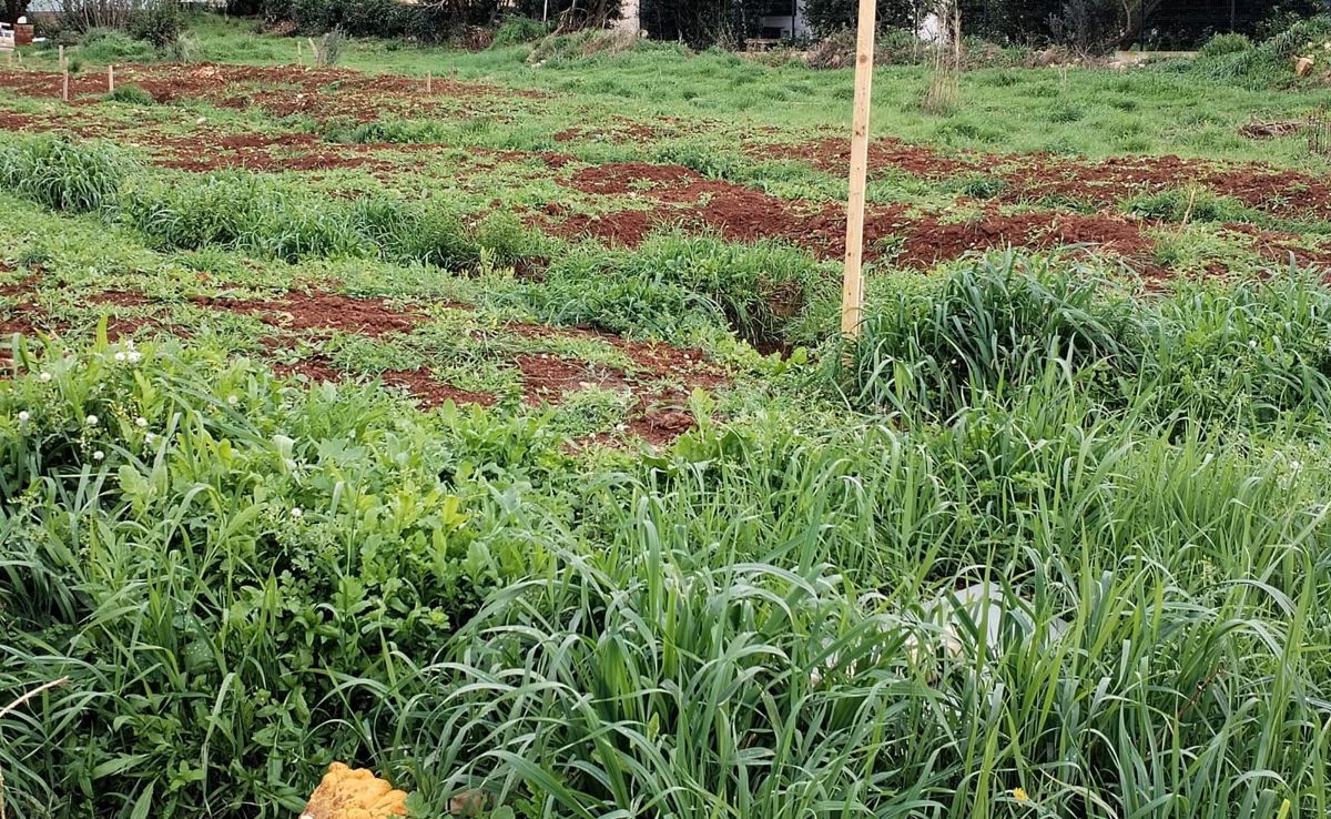 ISTRIA, PREMANTURA - Terreno con concessione edilizia per 6 appartamenti! 