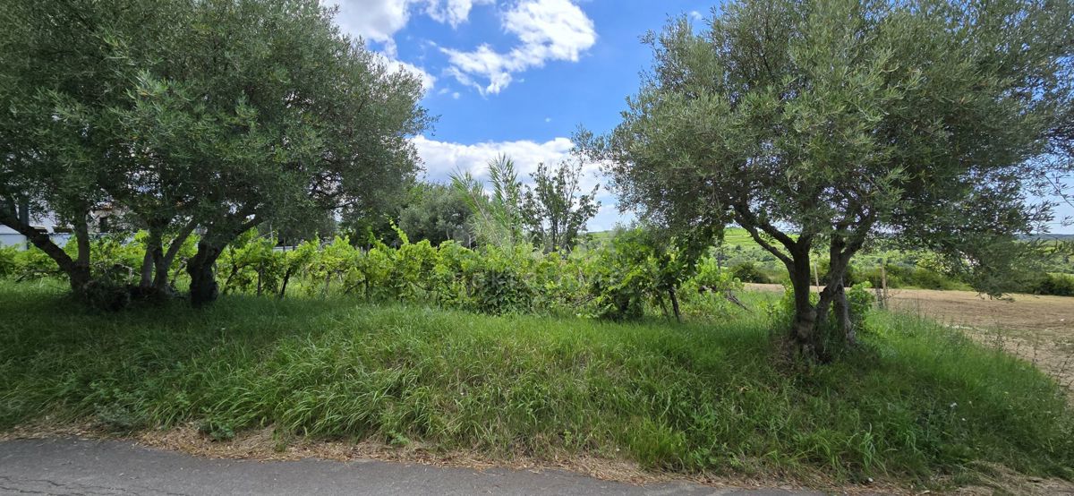 ISTRIA, BUJE - Terreno edificabile ai margini della zona edificabile, vista panoramica