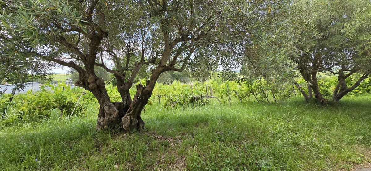 ISTRIA, BUJE - Terreno edificabile ai margini della zona edificabile, vista panoramica