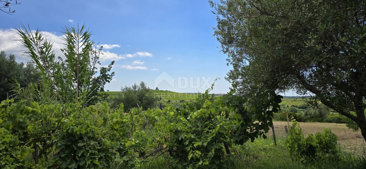 ISTRIA, BUJE - Terreno edificabile ai margini della zona edificabile, vista panoramica